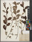 Foto von Salix starkeana Willd.
